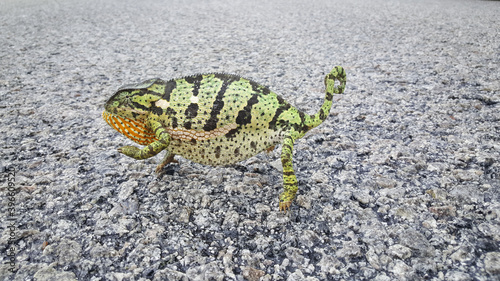 African chameleon on the ground