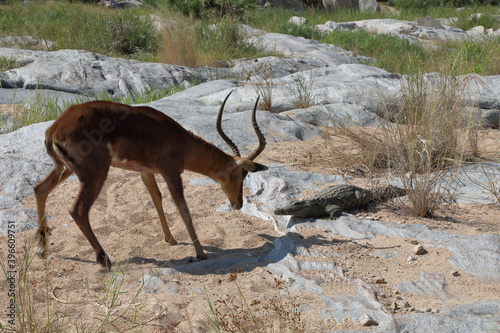 Schwarzfersenantilope und Nilkrokodil   Impala and Nile crocodile   Aepyceros melampus et Crocodylus Niloticus..