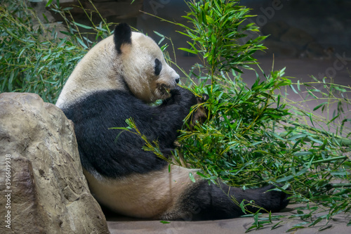 A panda bear eats bamboo photo