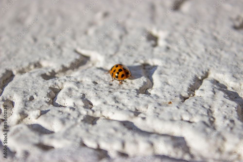 Ladybug. Red, orange with black dots. Crawls on a white uneven surface, background. Ladybug. Red, orange with black dots. Crawls on a white uneven surface, background.