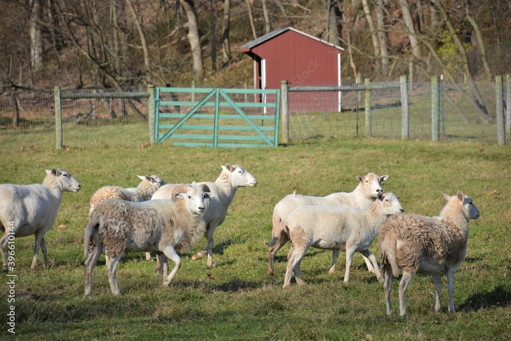 Fototapeta premium sheep in a farm