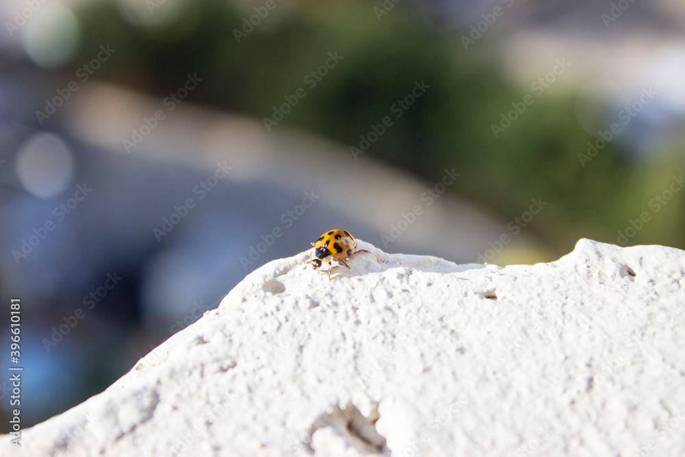 Ladybug. Red with black dots. Crawls on a white uneven surface, on a blurry green-blue background. Ladybug. Red with black dots. Crawls on a white uneven surface, on a blurry green-blue background.