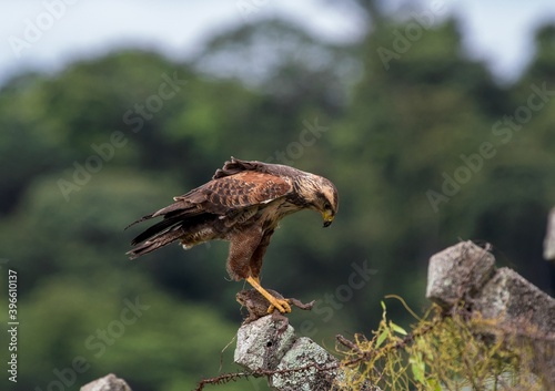 Guyane photo