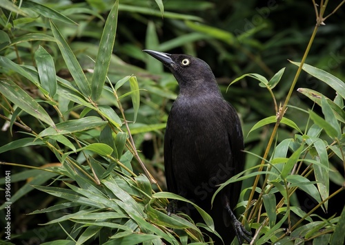 Guyane photo