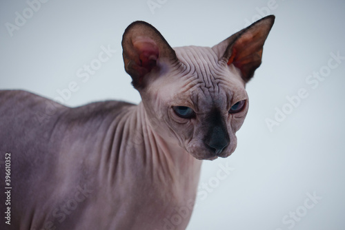 The Canadian Sphynx poses in the studio on a gray background for the exhibition. Close up of the face of a bald cat with folds on the head. The pet looks in front of it. © kinomaster