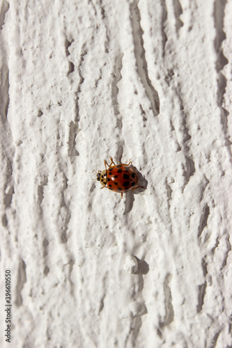 Ladybug. Red with black dots. Crawls on a white uneven surface, background.
