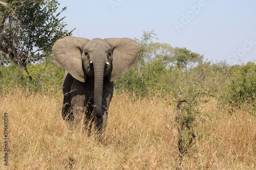 Afrikanischer Elefant / African elephant / Loxodonta africana