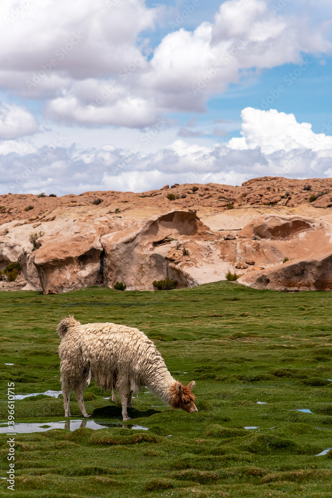 Fototapeta premium A llama (camelid native to South America) eating grass in the southwest of the altiplano in Bolivia