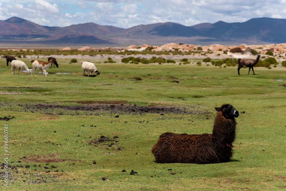 Fototapeta premium Some llamas (camelid native to South America), eating grass in the southwest of the altiplano in Bolivia