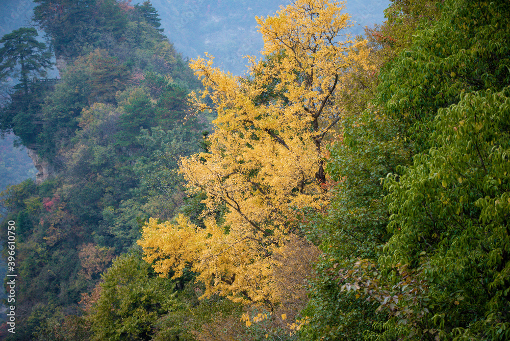 Beautiful landscape of Wudang Mountain. in Wudang Mountain