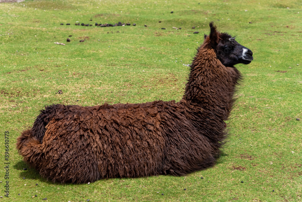 Fototapeta premium A llama (camelid native to South America) in the southwest of the altiplano in Bolivia