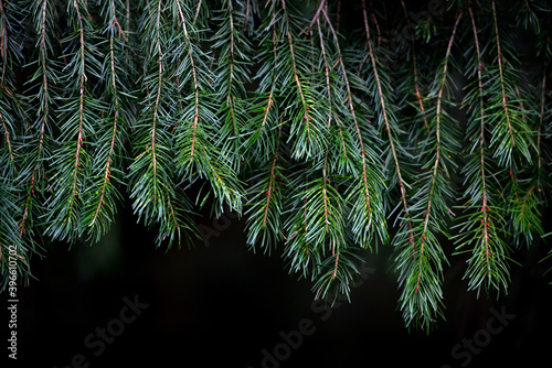Christmas tree branches