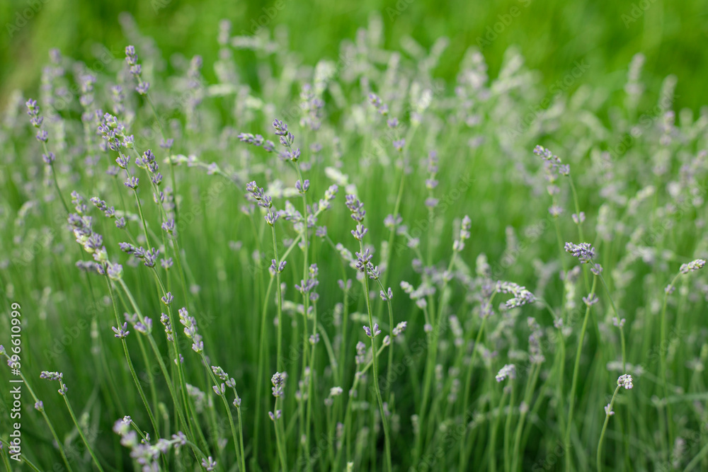 Lavender flowers in the garden. Bright summer background. Lavender