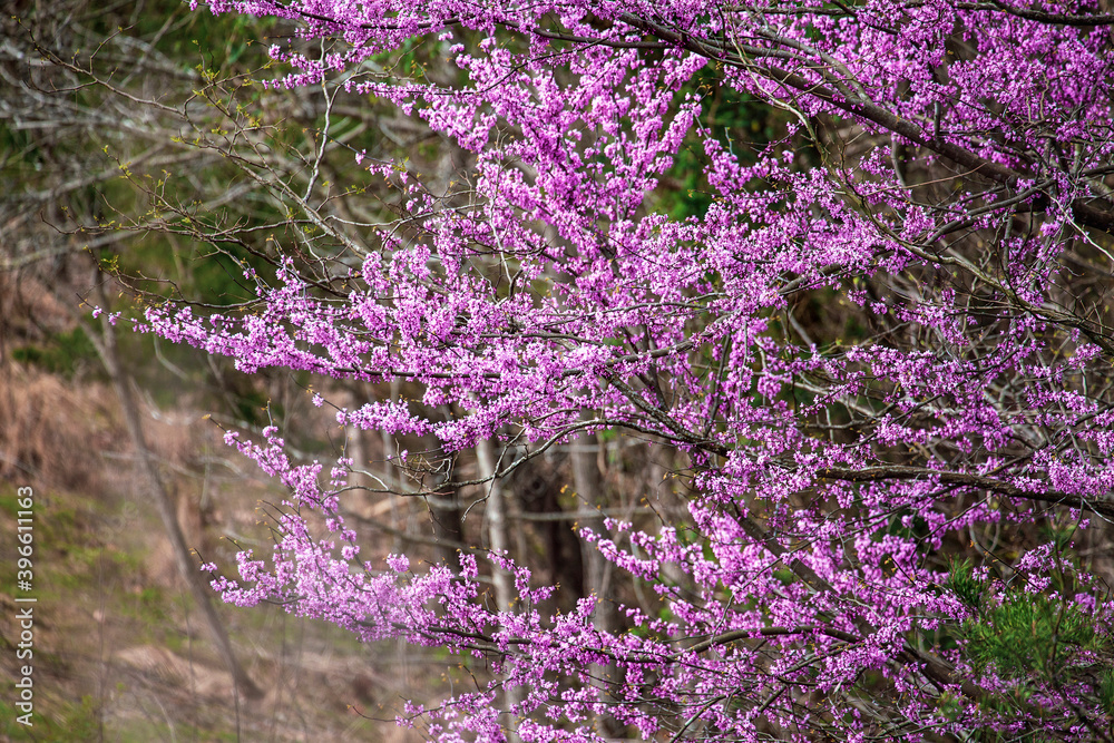 Eastern Redbud Tree, Cercis Canadensis, native to eastern North America ...