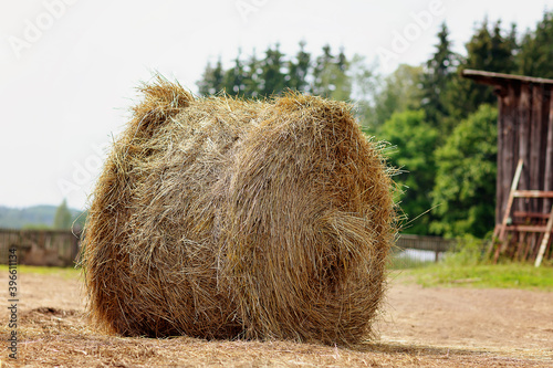 barnyard haystack, straw, livestock food