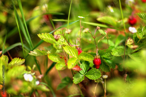 strawberries among green leaves, summer day