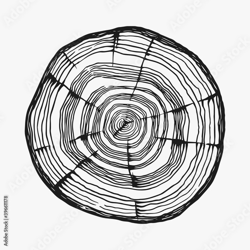 Wood or saw cut. Piece of Tree. Plank and log, lumber or Firewood in vintage style. Vector illusion for signboard, labels, logo or banner. Campfire material. Engraved Hand drawn sketch.