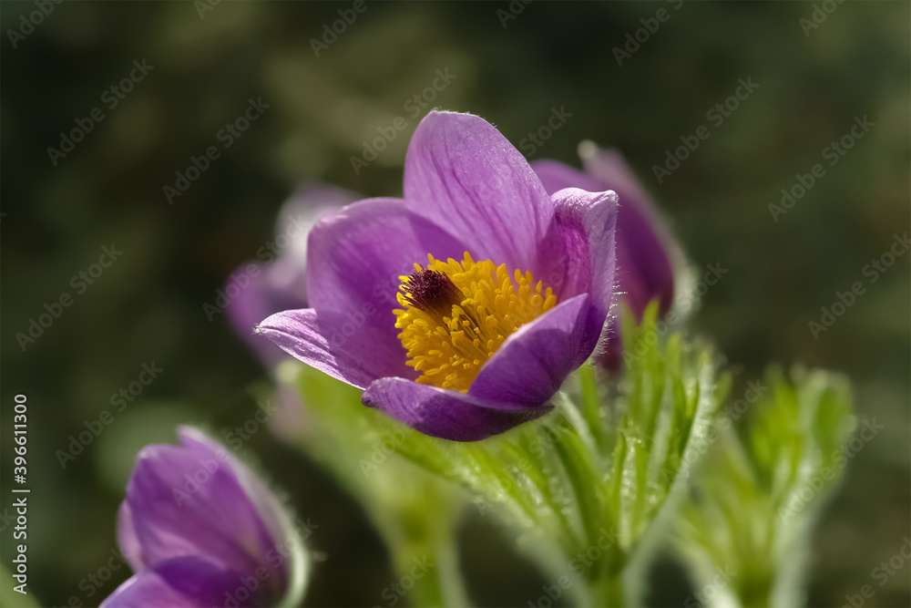 Kuhschelle Küchenschelle Pulsatilla vulgaris Frühblüher Bergblume Haare rot violett gelb Staubgefäße Berge Alpen Natur farbenfroh Frühling Frühjahr Hexenbesen Kuhschelle Küchenschelle Pulsatilla vulgaris Frühblüher Bergblume Haare rot violett gelb Staubgefäße Berge Alpen Natur farbenfroh Frühling Frühjahr Hexenbesen