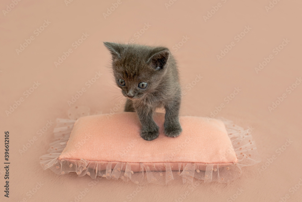 Gray kitten with claws on a pink pillow