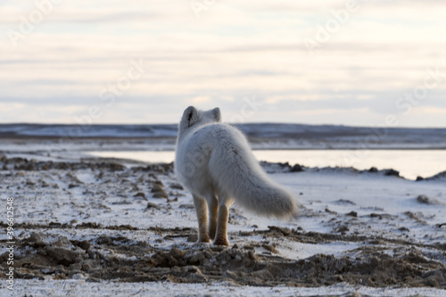 Arctic fox in winter time in Siberian tundra