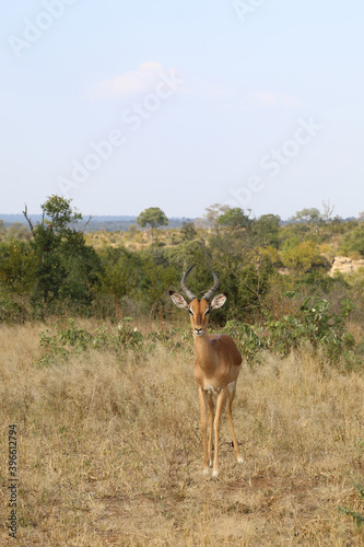 Schwarzfersenantilope   Impala   Aepyceros melampus