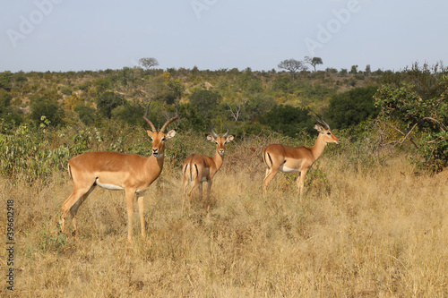 Schwarzfersenantilope / Impala / Aepyceros melampus © Ludwig