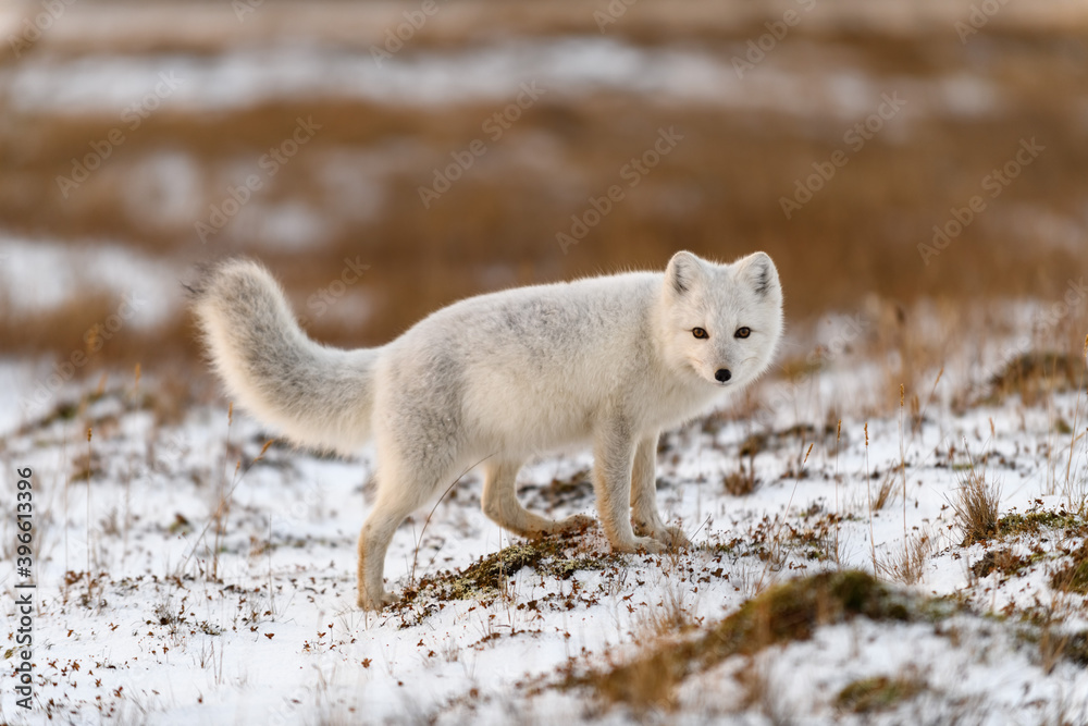 Arctic fox in winter time in Siberian tundra Arctic fox in winter time in Siberian tundra