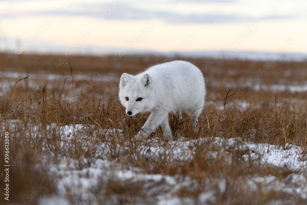 Arctic fox in winter time in Siberian tundra Arctic fox in winter time in Siberian tundra