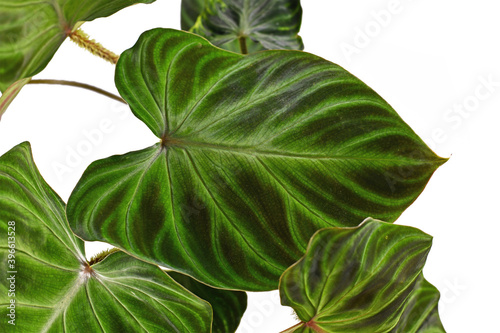 Close up of leaf of tropical  Philodendron Verrucosum  houseplant with dark green veined velvety leaves isolated on white background