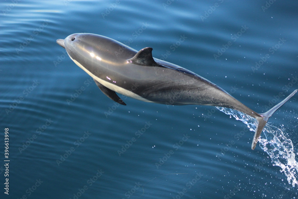Fototapeta premium Dolphin Breaching 
