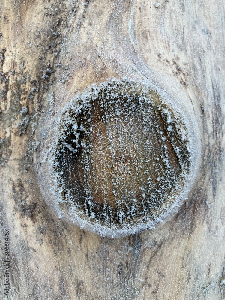 Fototapeta premium Frost on tree