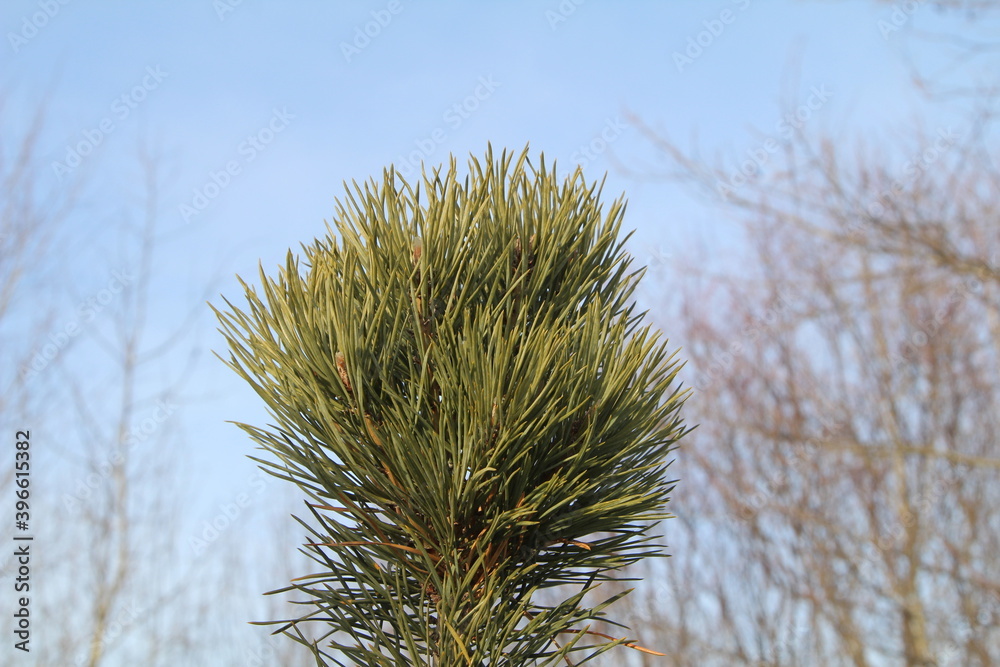 Fototapeta premium top of a young pine tree in the winter forest