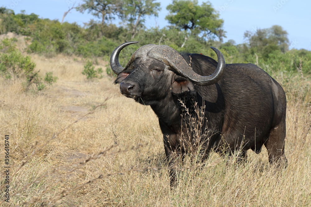 Kaffernbüffel / Buffalo / Syncerus caffer