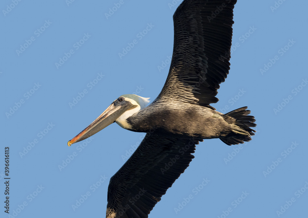 Φωτογραφία Close up of a Brown Pelican (Pelicanus occidentalis) flying under a clear blue sky