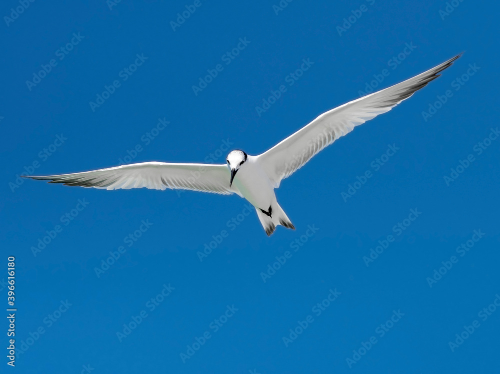Sandwich Tern (Thalasseus sandvicensis) hovering under a clear blue sky. Sandwich Tern (Thalasseus sandvicensis) hovering under a clear blue sky.