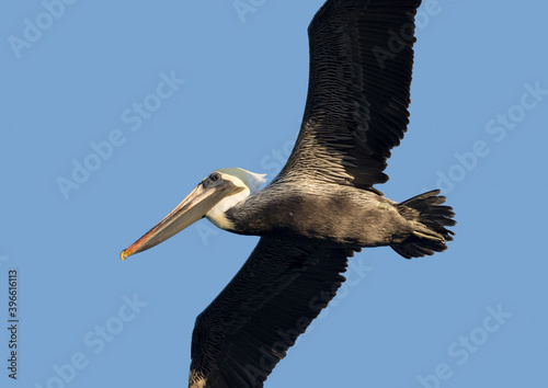 Close up of a Brown Pelican (Pelicanus occidentalis) flying under a clear blue sky.
