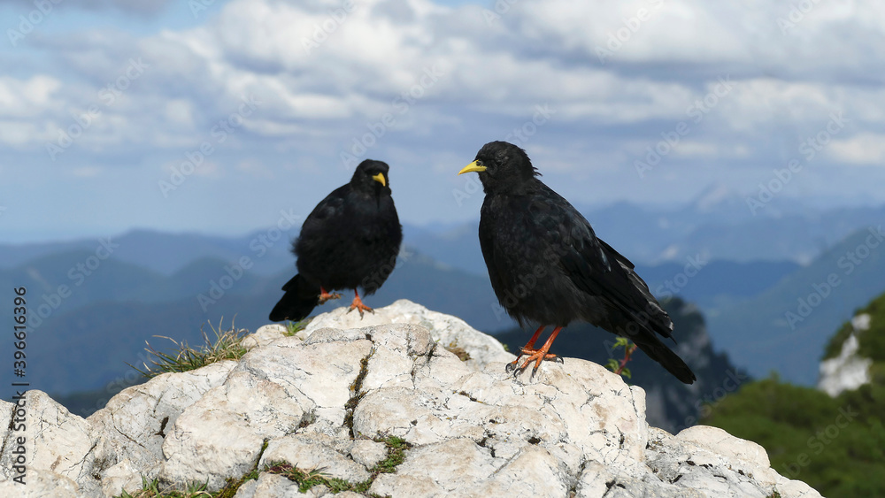 Fototapeta premium Two jackdaws (Corvus monedula) in the mountains
