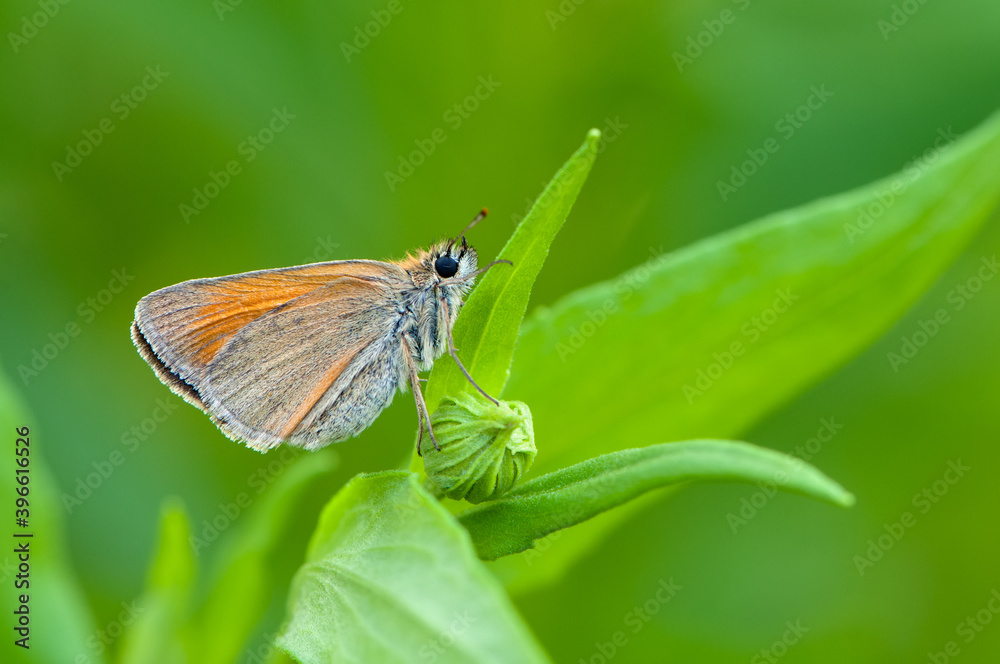 Damas immaculata butterfly on a blade of grass early in the morning waiting for the first rays of the sun Damas immaculata butterfly on a blade of grass early in the morning waiting for the first rays of the sun