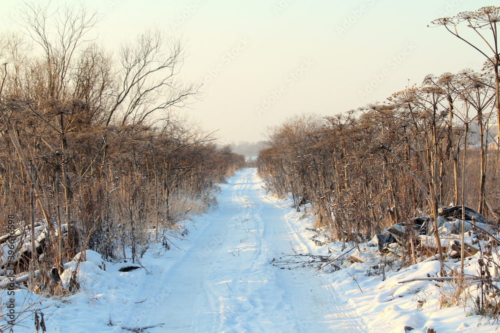 Snow covered road going into the distance with shrubs and wild plants Snow covered road going into the distance with shrubs and wild plants