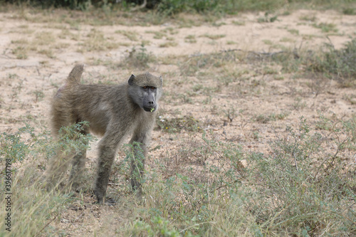 Bärenpavian / Chacma baboon / Papio ursinus. © Ludwig