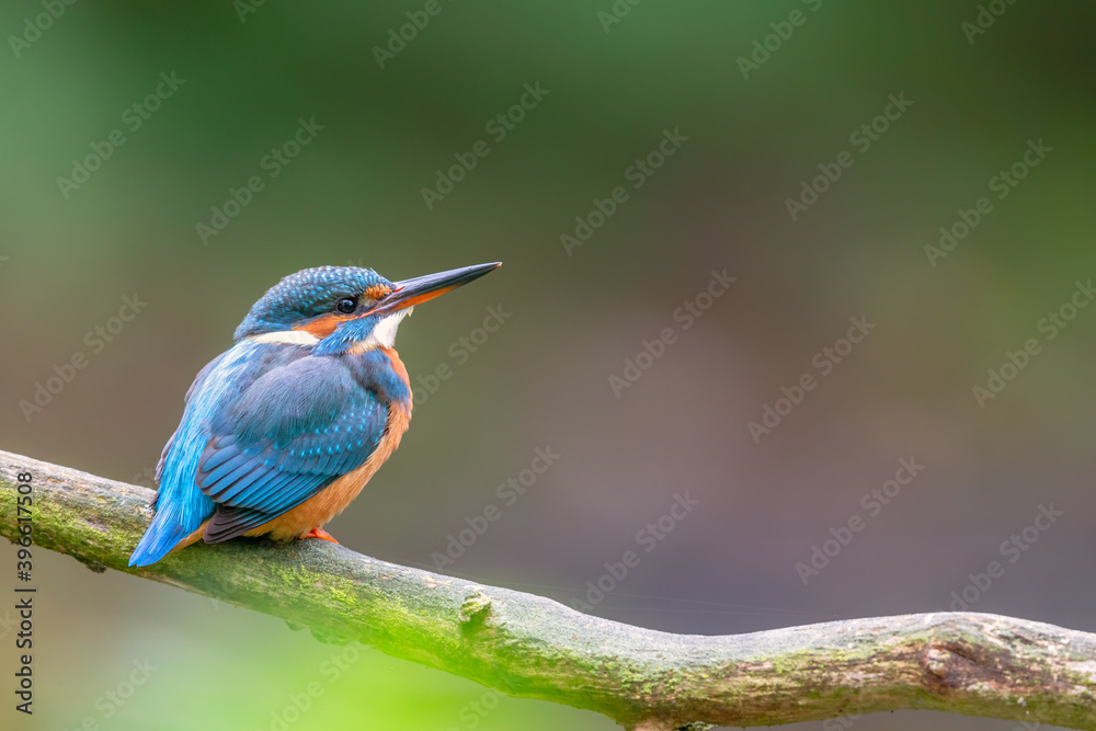 Eurasian kingfisher (Alcedo atthis) sitting on his perch in autumn. Eurasian kingfisher (Alcedo atthis) sitting on his perch in autumn.