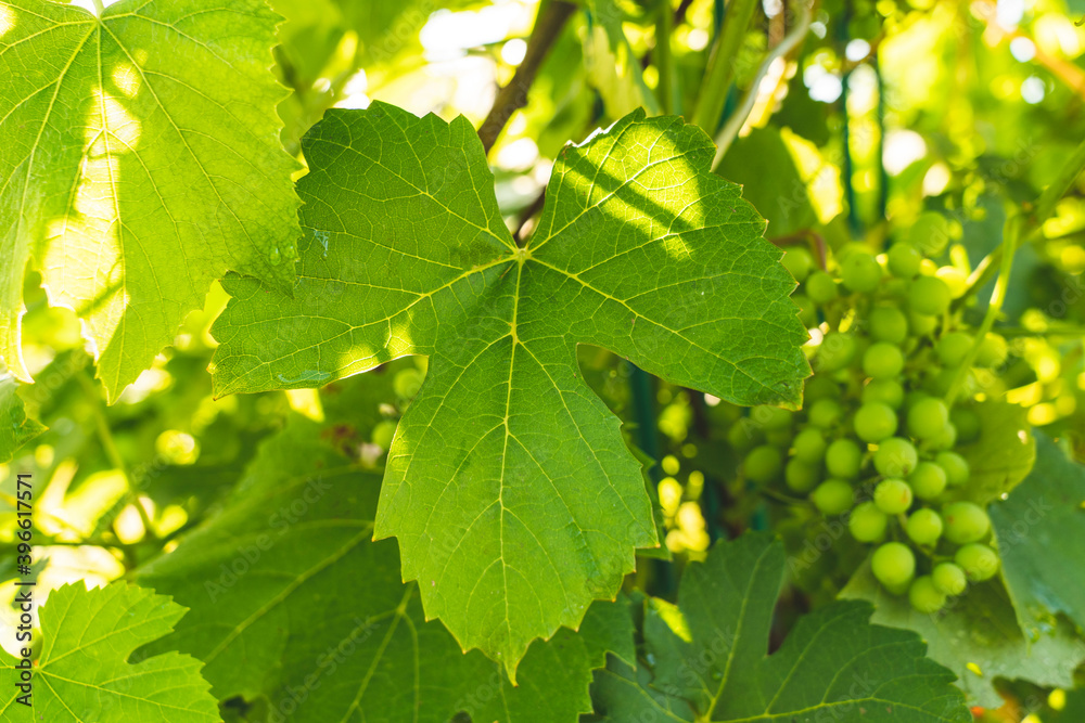 green grapes in the garden, close-up, selective focus, tinted image, growing different varieties of grapes in your garden, several bushes with clusters of young green grapes green grapes in the garden, close-up, selective focus, tinted image, growing different varieties of grapes in your garden, several bushes with clusters of young green grapes