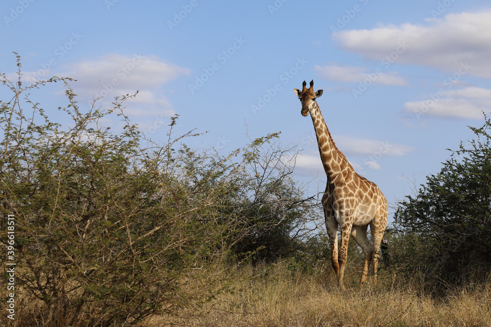 Obraz premium Giraffe / Giraffe / Giraffa Camelopardalis