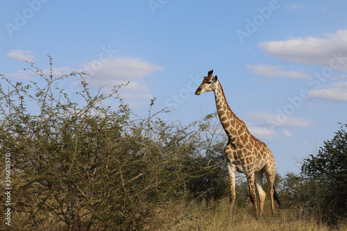 Canvas Print Giraffe / Giraffe / Giraffa Camelopardalis