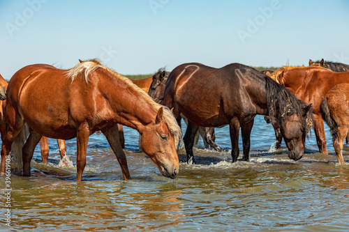herd of horses drink water in a pond on a hot summer day