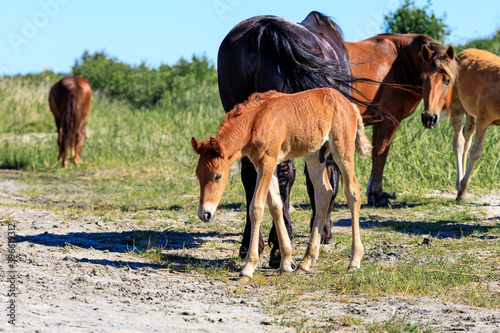 brown foal bowed his head to the ground while standing in the sand on the background a group of horses © metelevan
