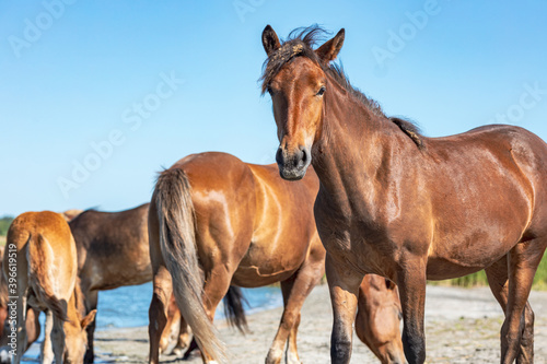 the horse looks closely into the frame, the background of the body of other horses