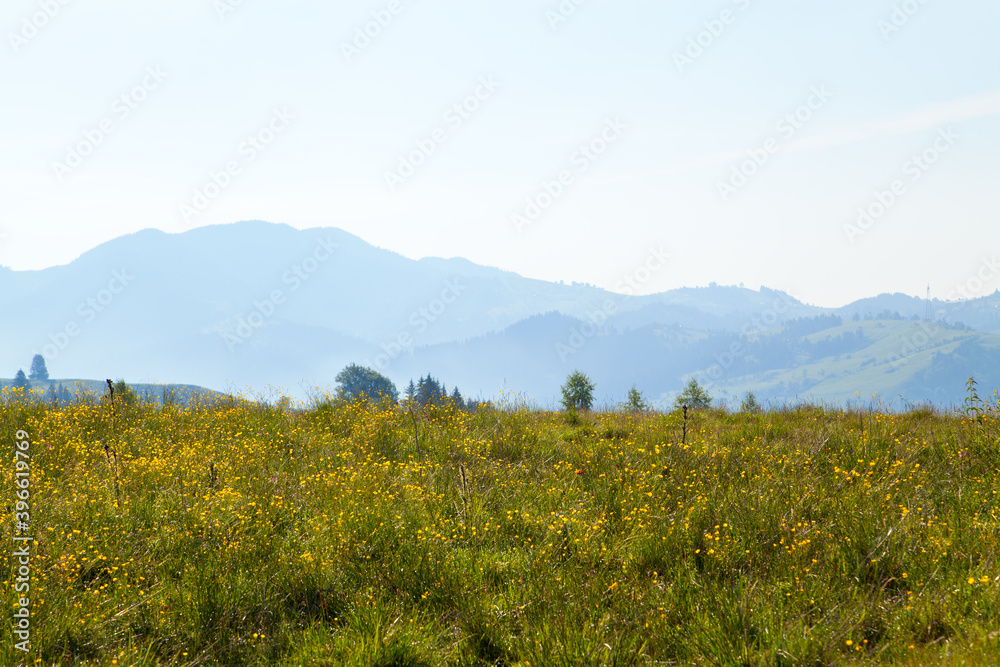 Fototapeta premium Meadow with bright yellow flowers on the background of mountains. Ukraine, Carpathians.