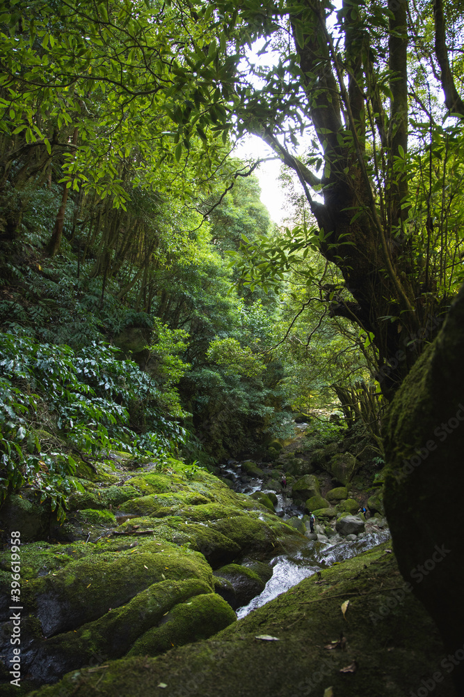 Stream near Salto do Prego, Sao Miguel Island, Azores Stream near Salto do Prego, Sao Miguel Island, Azores