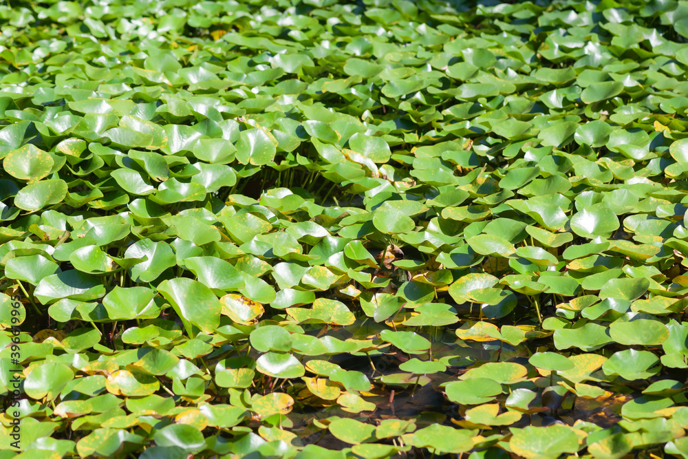 Water with green lotus leaves close-up, used as background or texture Water with green lotus leaves close-up, used as background or texture